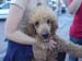 Le_chien_de_Mikko