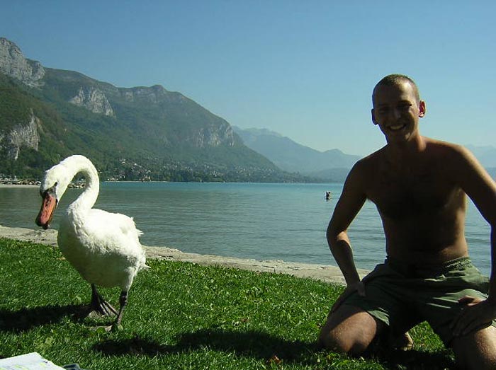 cygnes