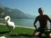 cygnes